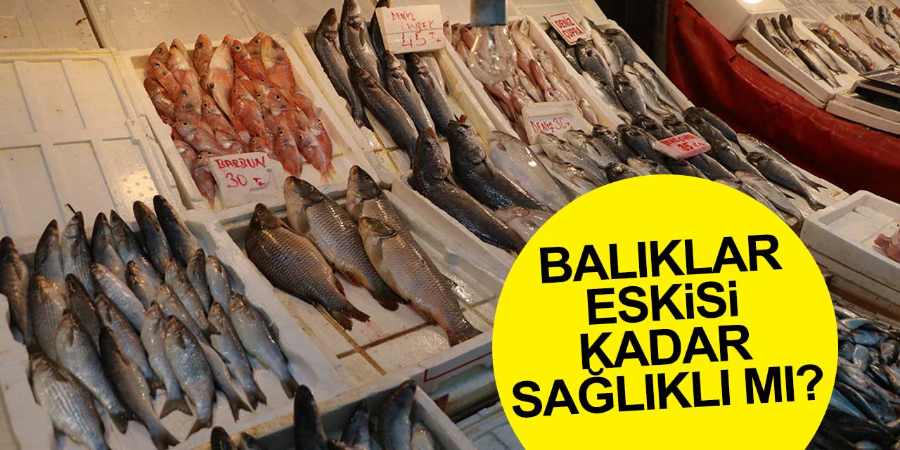 Balıklar eskisi kadar sağlıklı mı? Uzmanlar uyarıyor