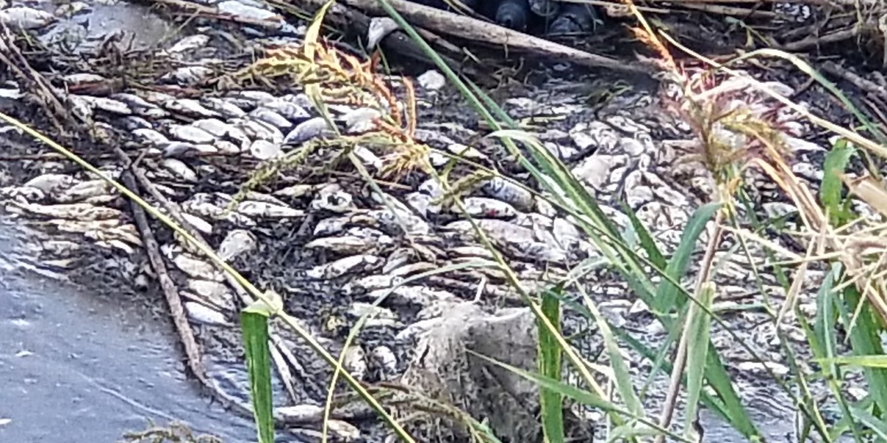 Manisa Ovası'nı sulayan Gediz Nehri’nde toplu balık ölümleri