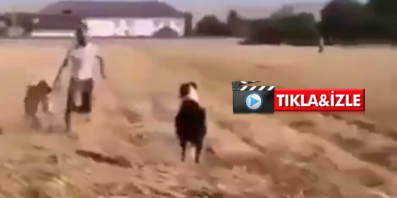 İnsanlar köpekleri kavgaya zorladı inek gelip ayırdı