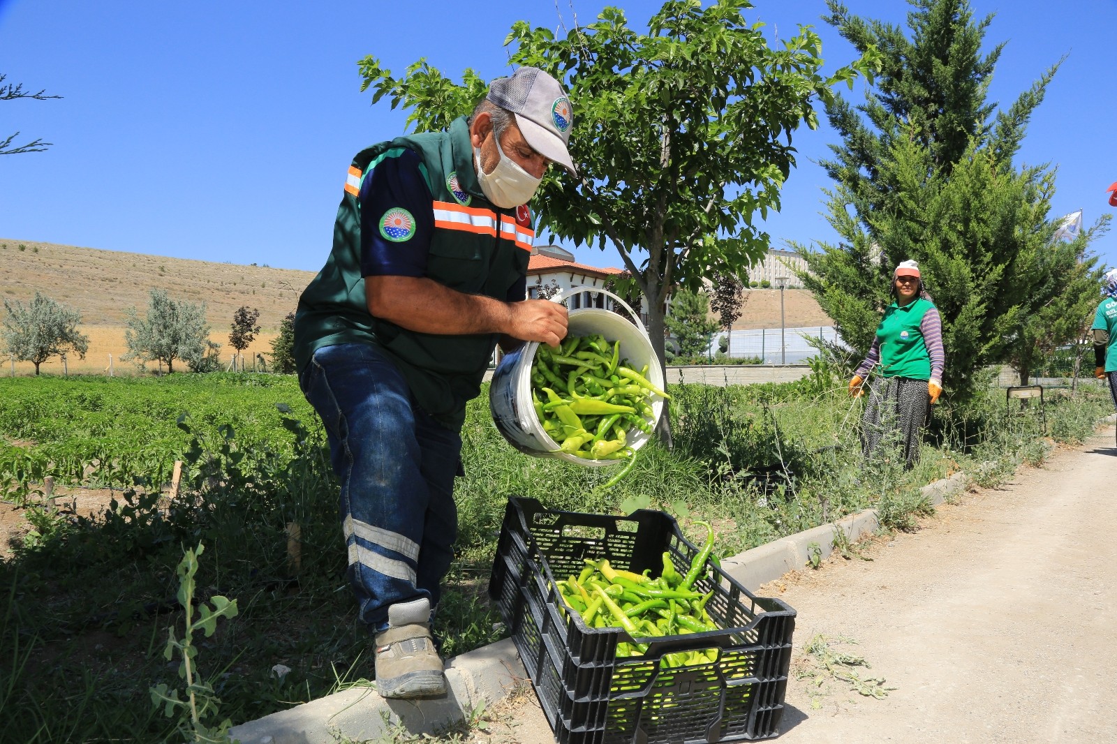 Ankara'da ata tohumlarından yetiştirilen ürünler ihtiyaç sahiplerine dağıtılıyor