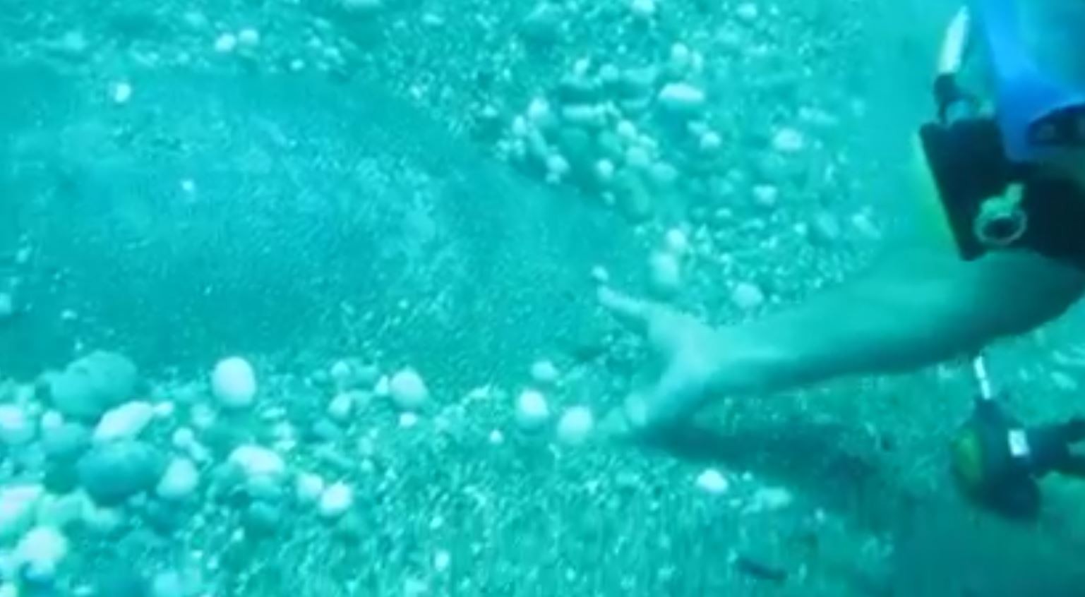 Antalya kıyılarında farklı deniz türleri görülüyor! Kendini kuma gömdü