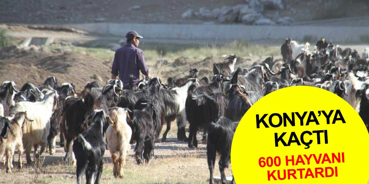 Hayvanlarını Manavgat'tan Konya'ya doğru sürdü hem canını hem hayvanlarını kurtardı
