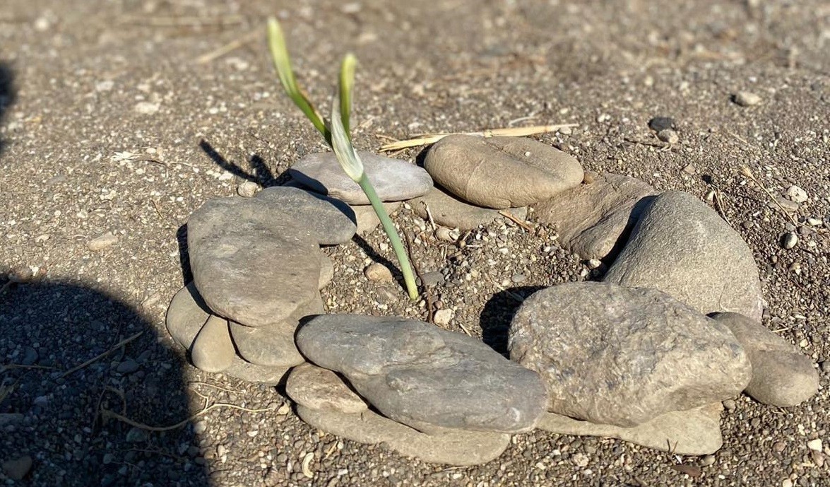 Yine 'koparan yandı' mevsimine girdik! İzmir'de kum zambağını koparmanın cezası 80 bin lira