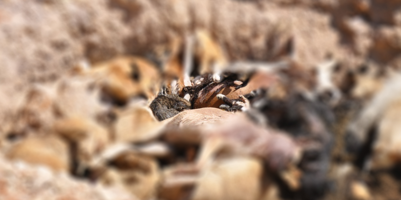 İBB Tuzla hayvan bakımevindeki skandalı yalanladı