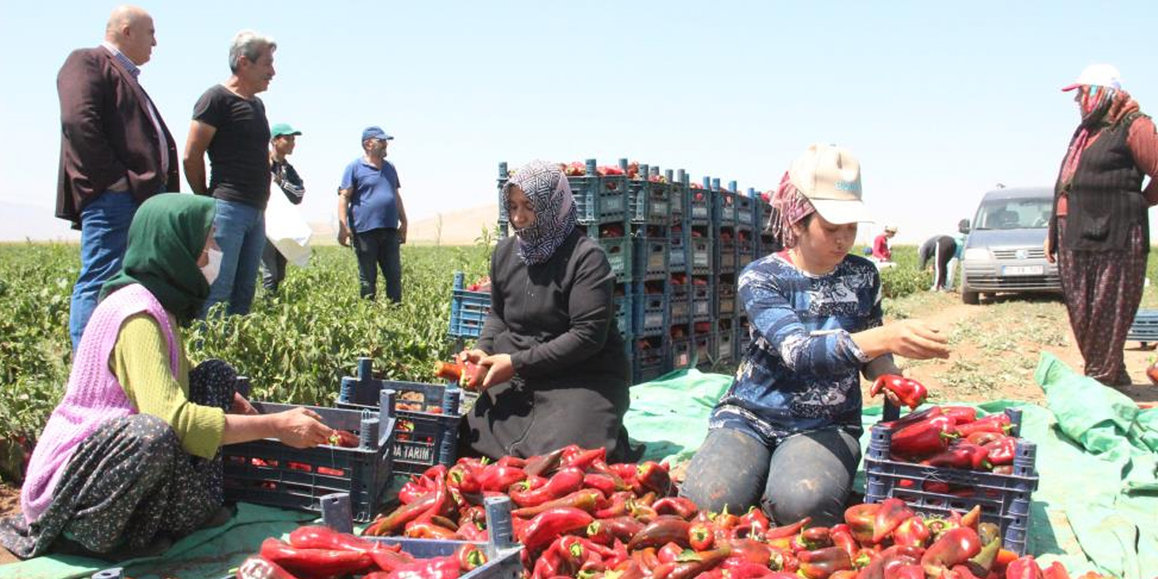 Karaman salçalık biber üretiminde de iddialı! Konya dahil 7 ile gönderiyor