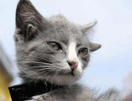 Siz hiç dört kulaklı kedi gördünüz mü?