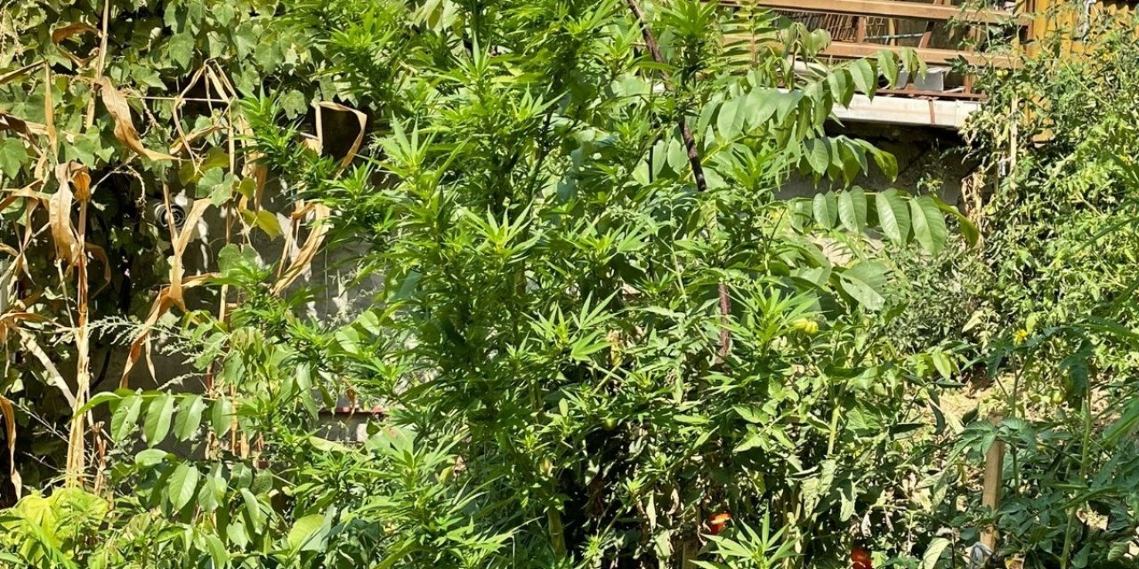 Evi kenevir tarlasına çevirdi! Gözaltına alınıp aynı gün serbest bırakıldı
