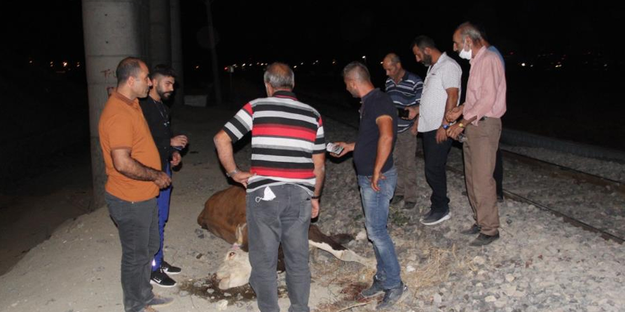 Raylardan geçen ineklere tren çarptı! 8'i telef oldu