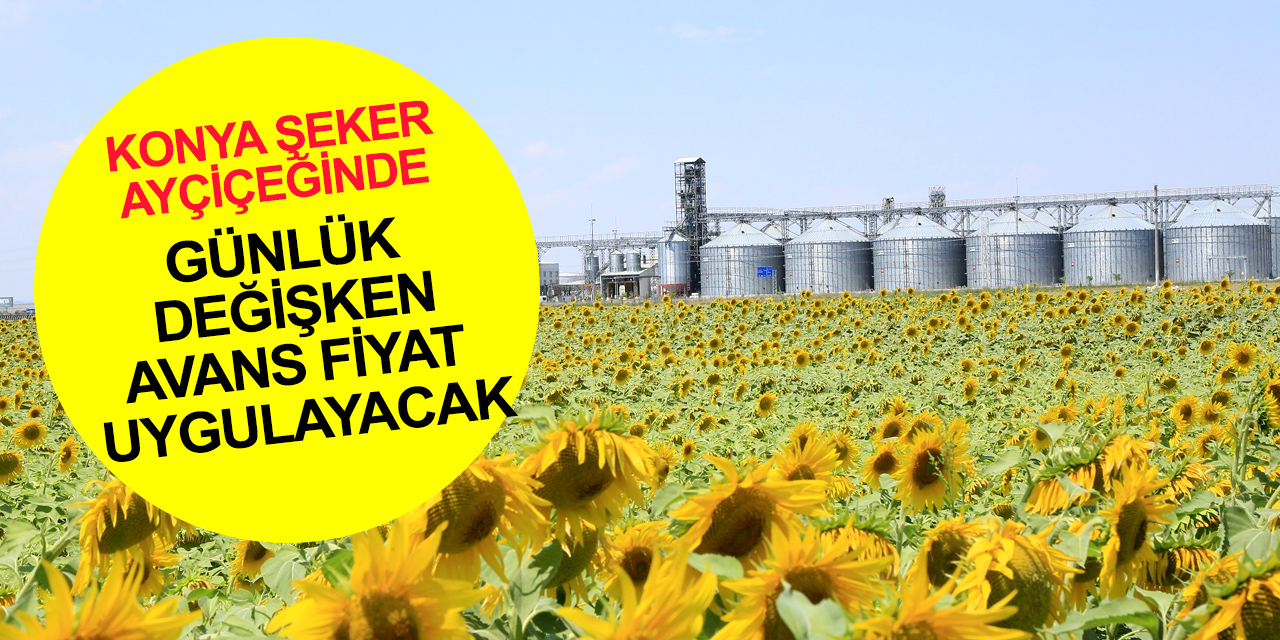 Konya Şeker ayçiçeği alım fiyatını açıkladı!