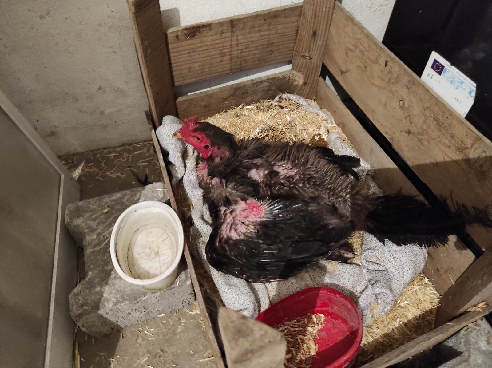 Bu nasıl horoz? Yumurtlayan horozun yumurtalarıdan civciv çıkması bekleniyor