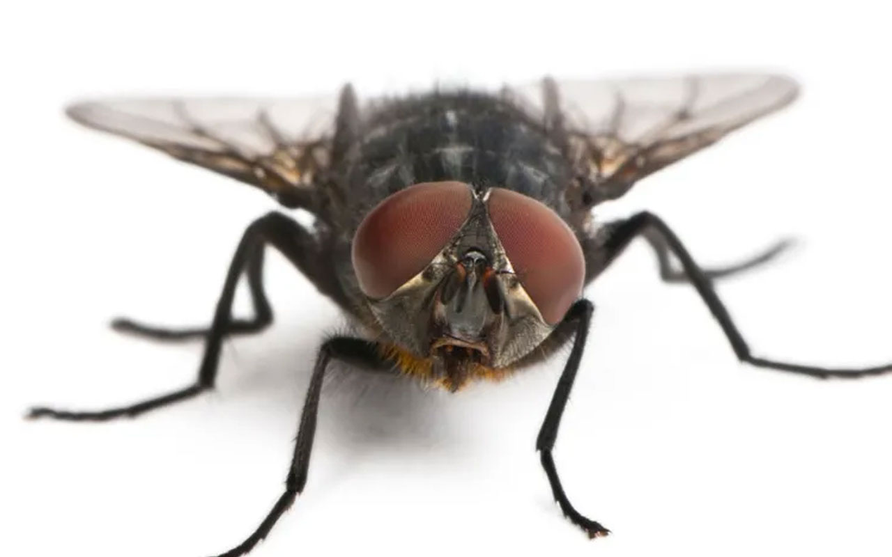 İlaçlara bağışık olan kara sinekler İstanbul'un başına bela oldu! Vektör şikayetleri artıyor