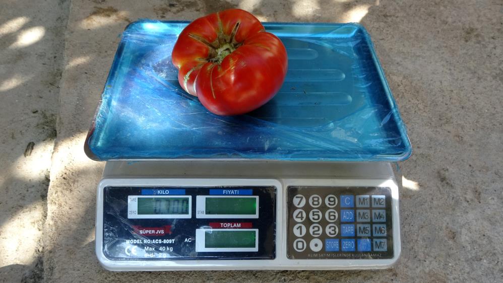 Bu dev domateslerin iki tanesi 1 kilo geliyor