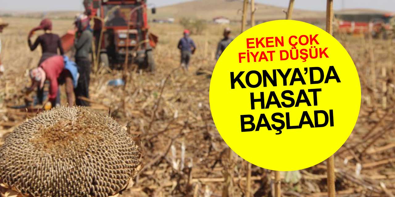 Konya Ovası yeni sezonu açtı! Ekim fazla fiyatlar düşük