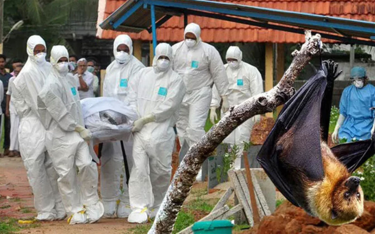 Yine yarasa yine virüs