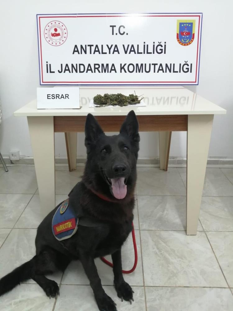 Gazipaşa'da başarılı operasyon