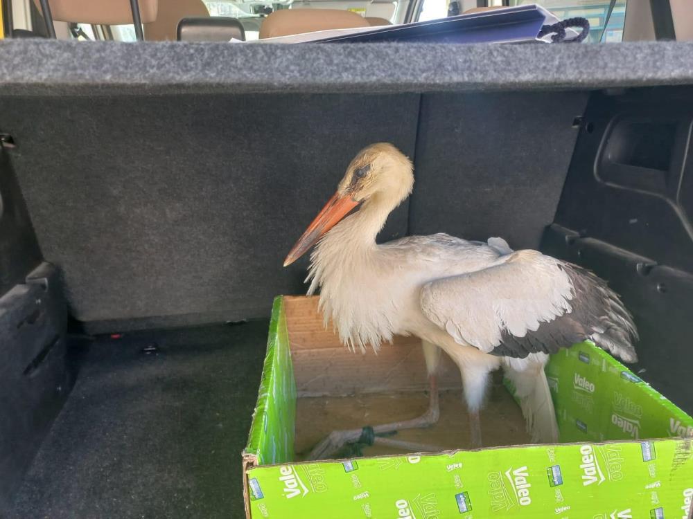 Konya Hüyük'te yaralı leylek tedavi edildi