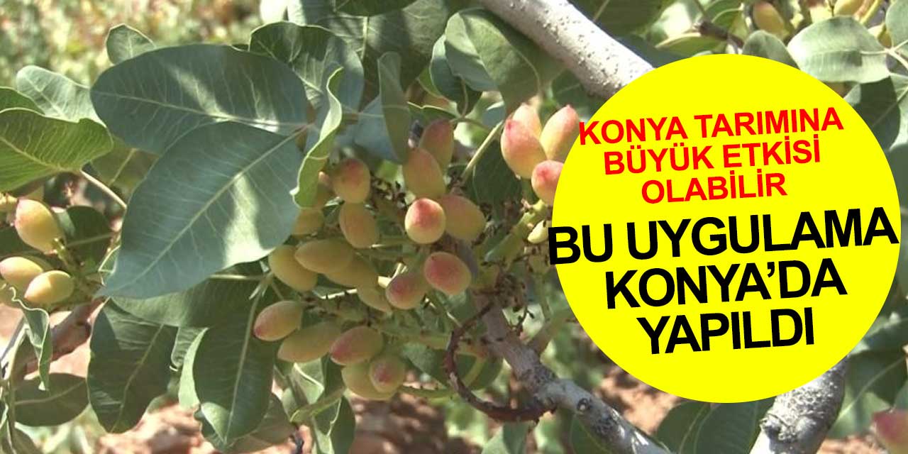 Konya'da yeni ekmek kapısı! Menengiç ağaçlarında Antep fıstığı