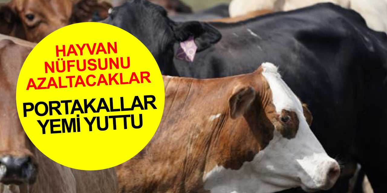 Tarım ülkesi Hollanda nitrojen emisyonunu azaltmak için hayvan nüfusunu azaltacak