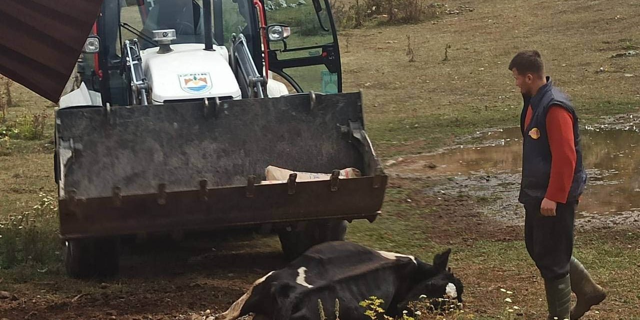 İznik'te kene alarmı! 1 haftada 20 hayvan öldü