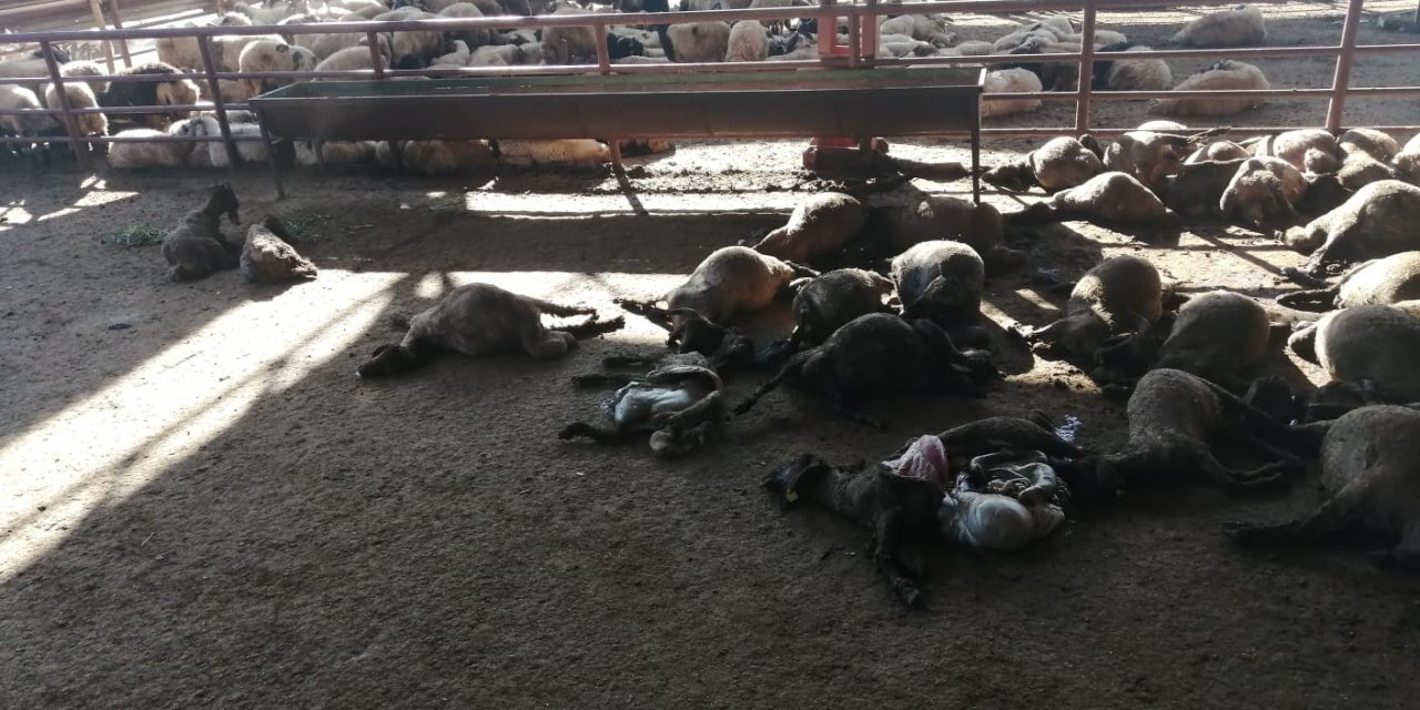 Köpekler dehşet saçtı! Gece yarısı girdikleri ağılda 50 hayvanı telef ettiler
