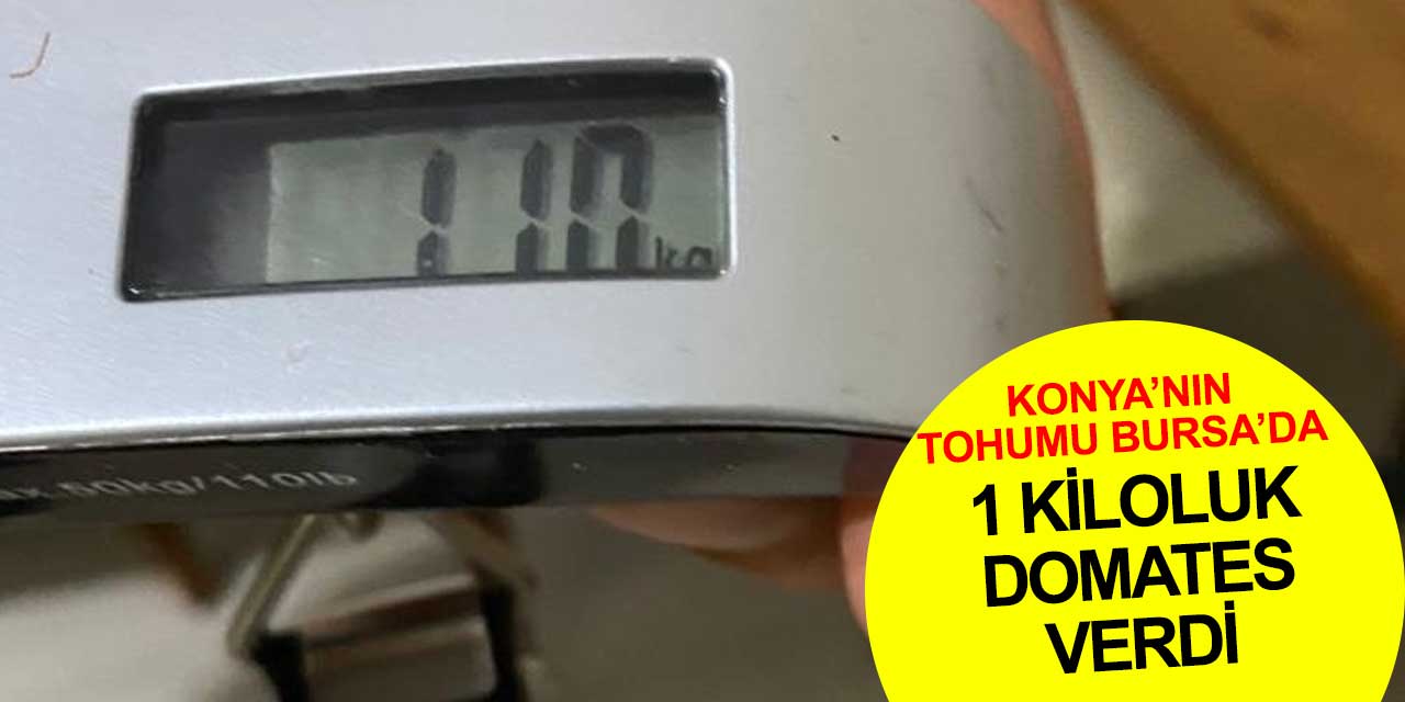 Konya'nın tohumu Bursa'da 1 kiloluk domates verdi