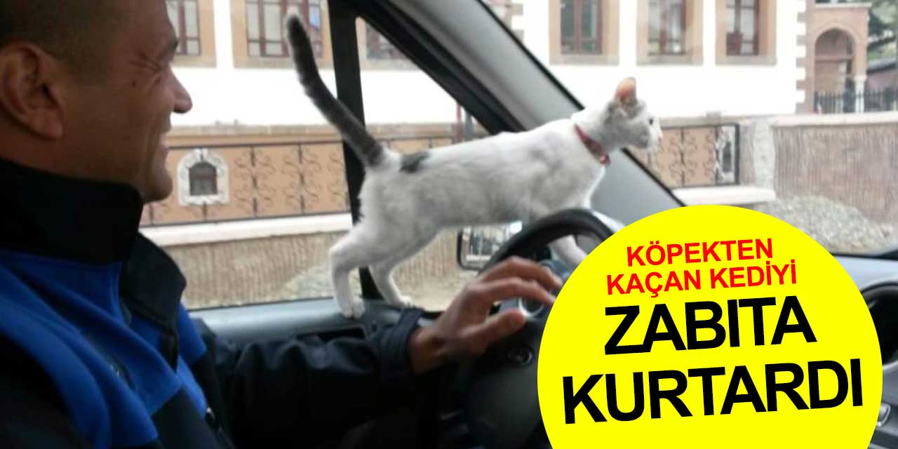 Konya'da ilginç olay! Köpekten kaçan kediyi zabıta kurtardı