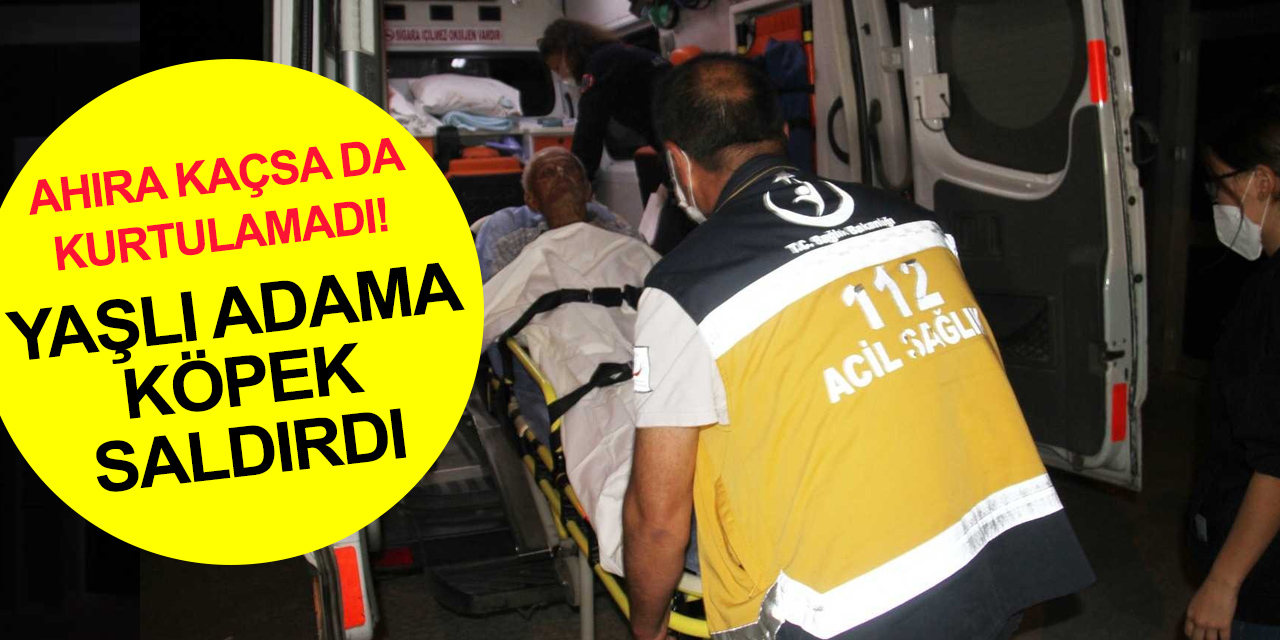 Konya'da başıboş köpek önce tavuklara sonra yaşlı adama saldırdı!