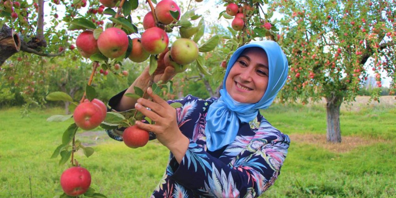 Misket elması hasadına başlandı