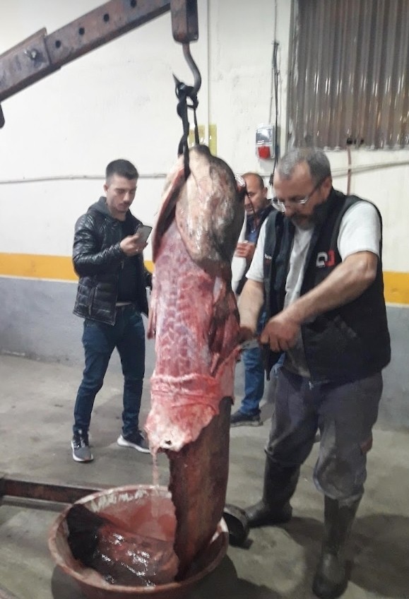 Bursa'da dereden canavar çıktı