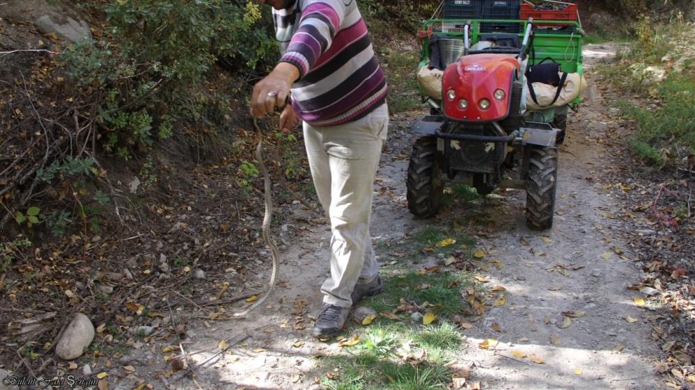 Yolda gördüğü yılanı eline alıp oynadı | VİDEO