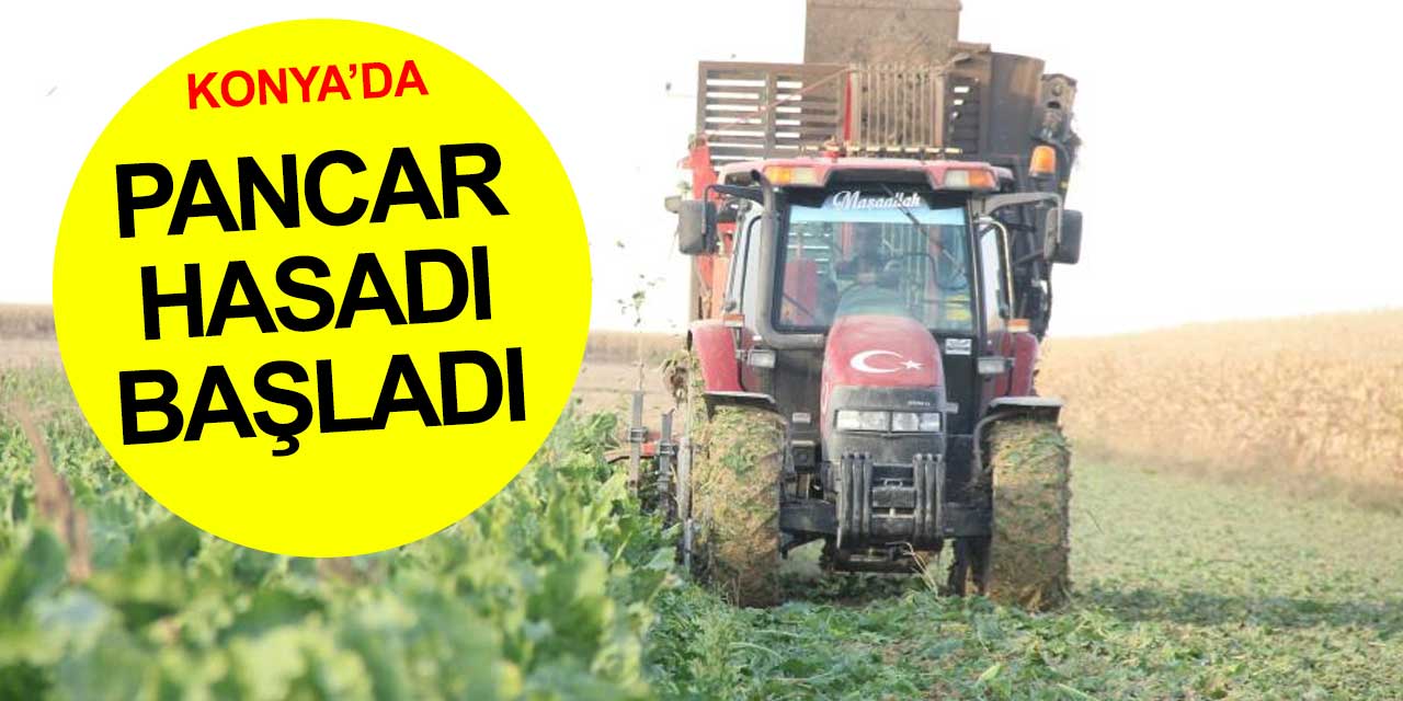 Türkiye'nin şeker deposu Konya'da hasat başladı
