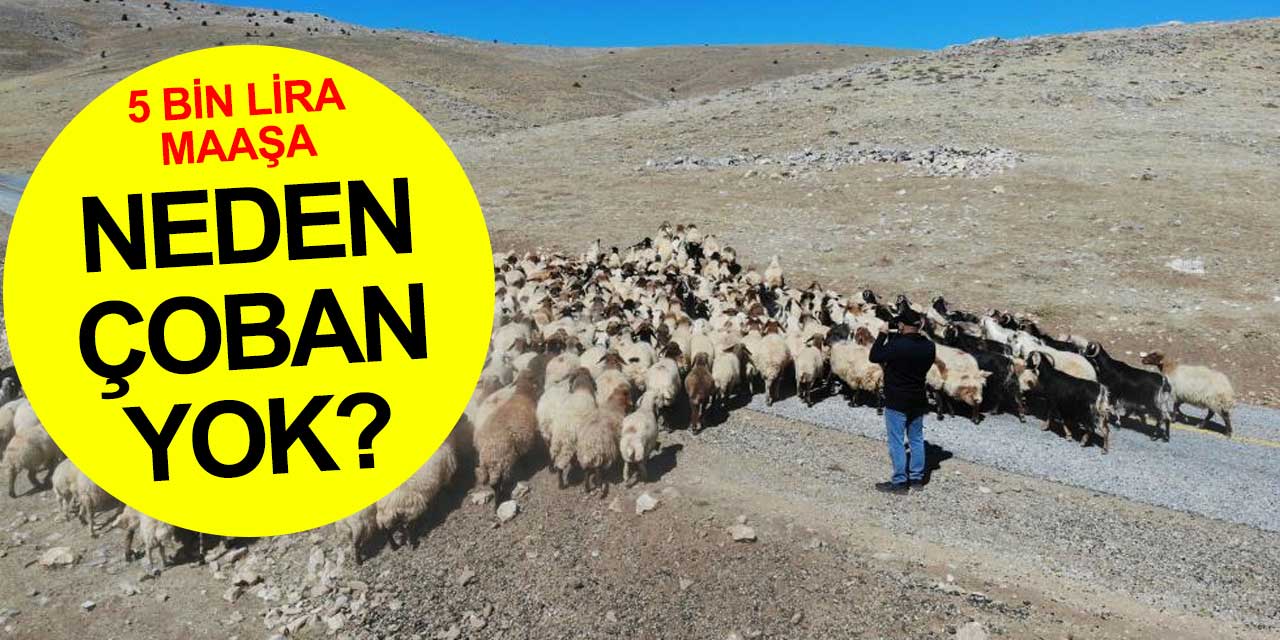 Çobanlık niye bitiyor? Asıl gerekçe ne?