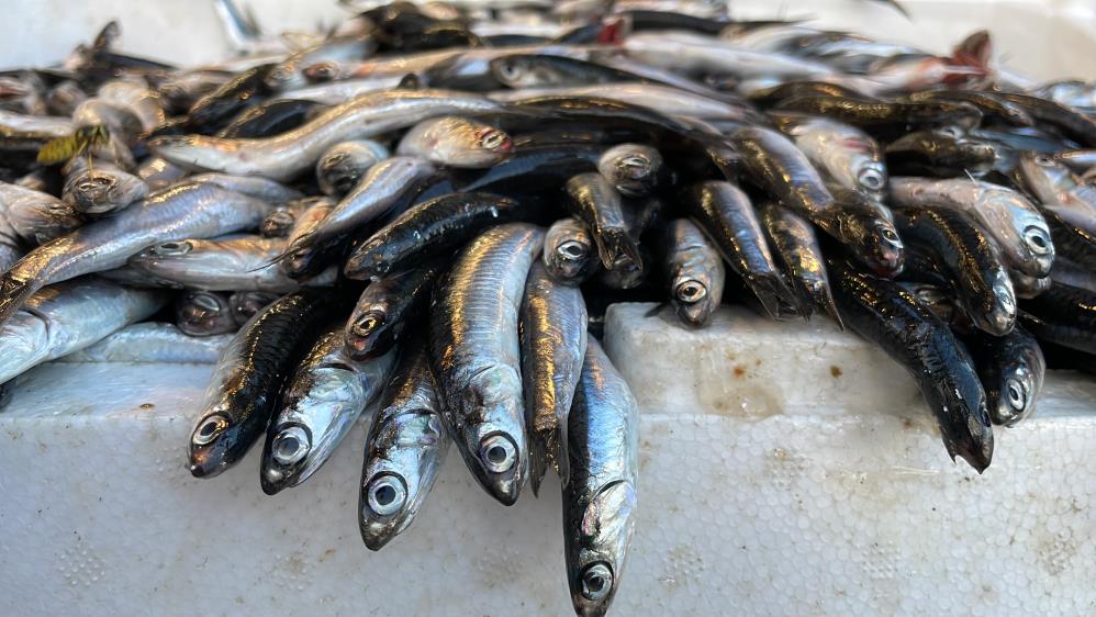 13 santimlik hamsinin fiyatı 20 liradan başlıyor
