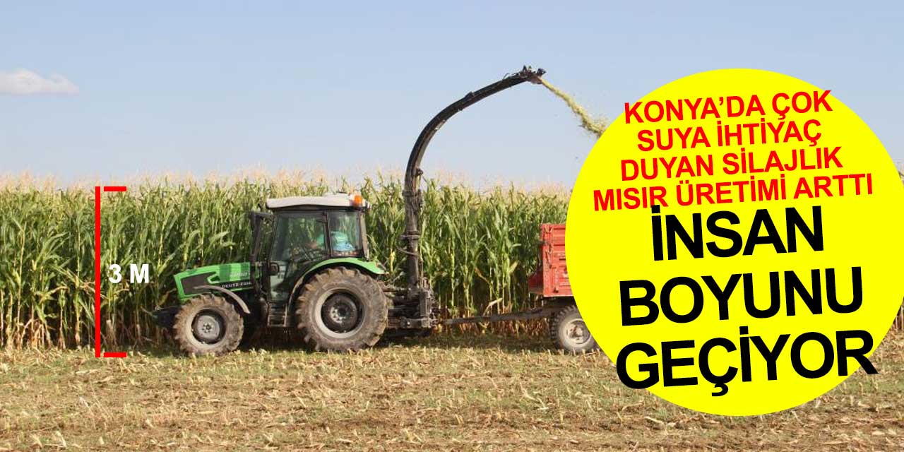 Suyu çok tüketen silajlık mısır üretimi Konya'da artışa geçti