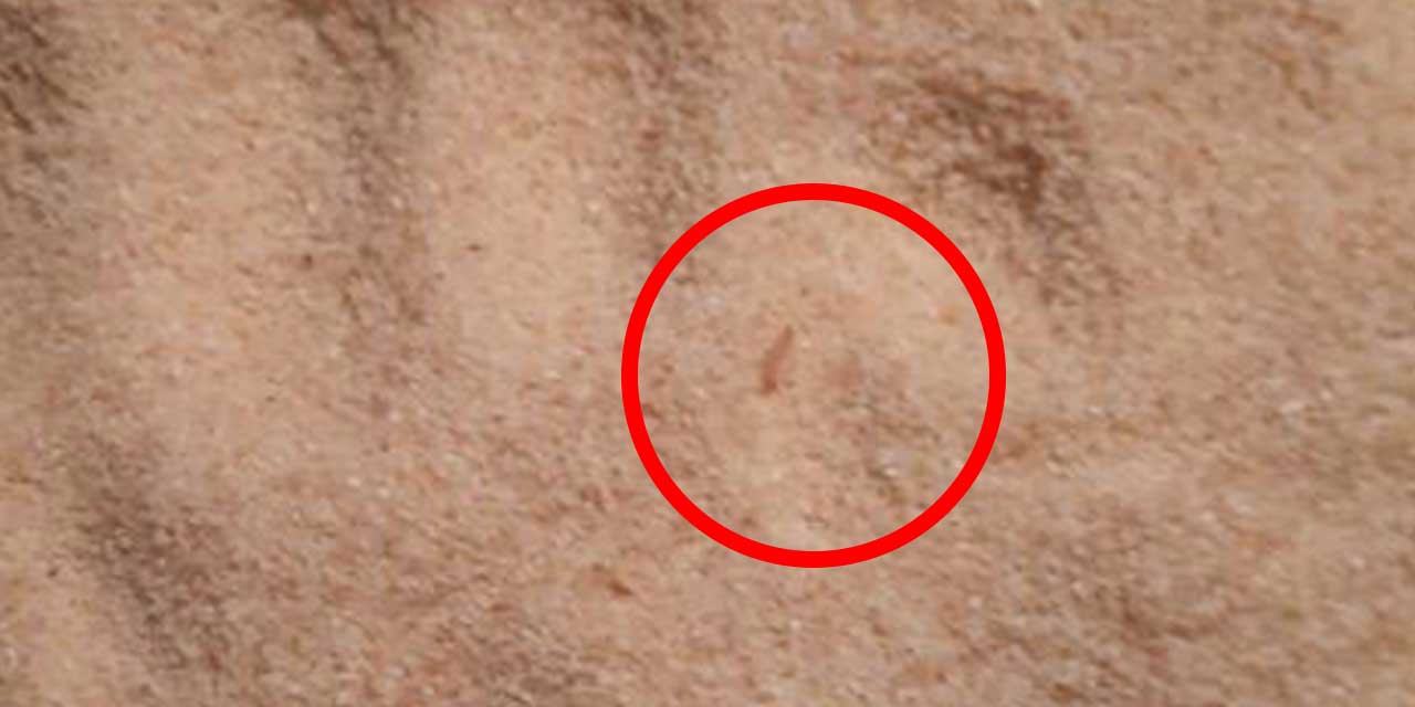 Son kullanma tarihi geçmemiş irmiğin içinden kurt çıktı