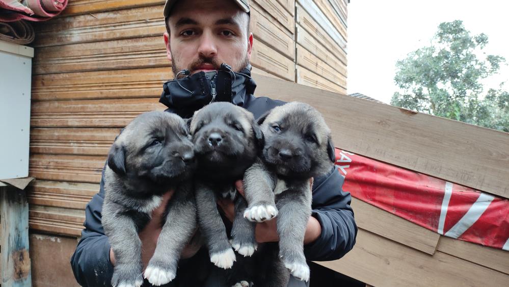 Sivas'ın kangal köpeklerinin yavruları Bursa'da 7 bin liraya satılıyor