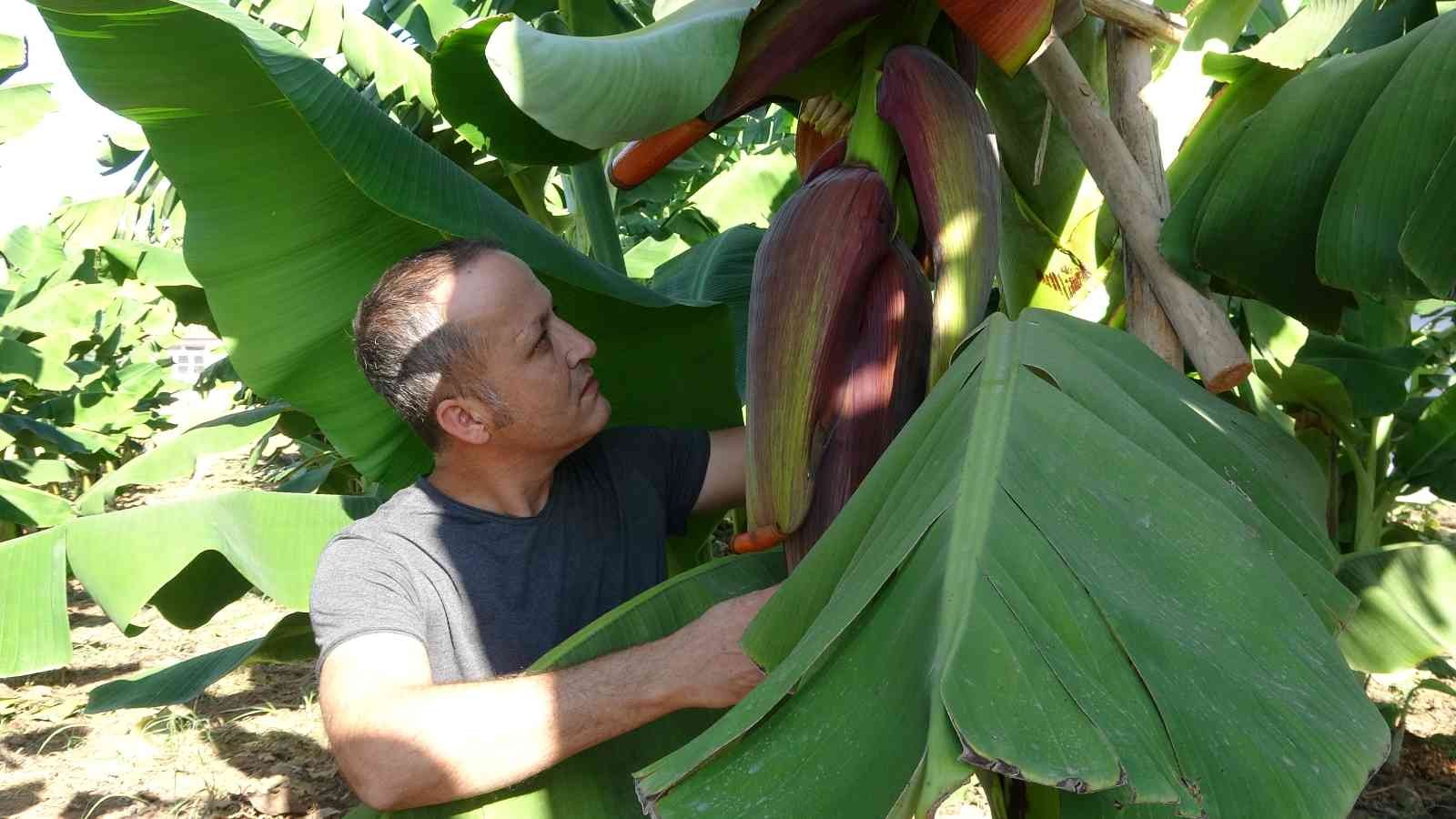 Mersin ithal muzlara kafa tutuyor! Dünyaya ihraç edilecek