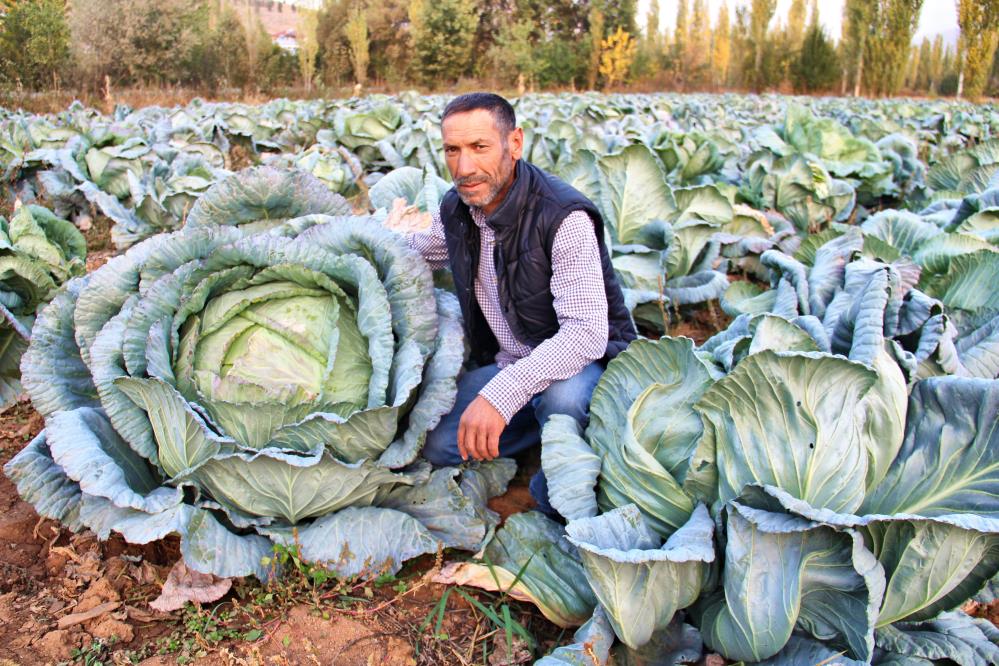 Mayıs'ta ekip Ekim'de topluyorlar! 40 kiloluk dev lahana