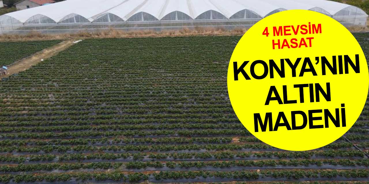 Konya'nın altın madeni Hüyük organik çileği oldu
