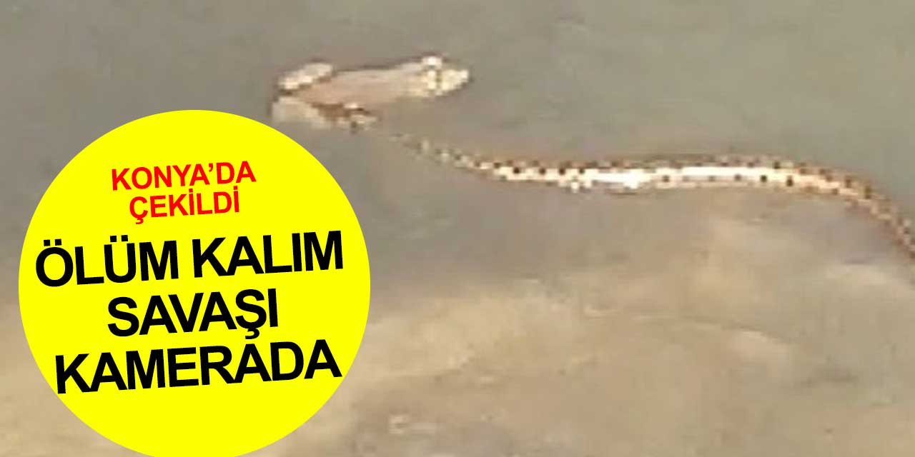 Konya'da ölüm kalım savaşı kamerada!