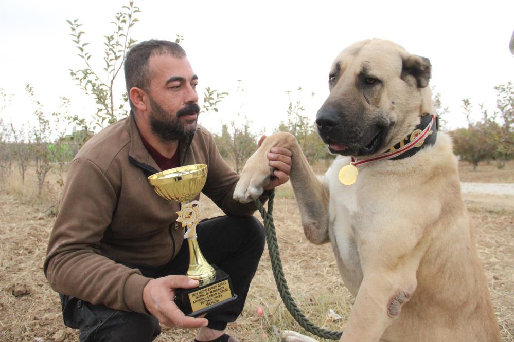 Türkiye'nin en iyi çoban köpeği Karaman'da
