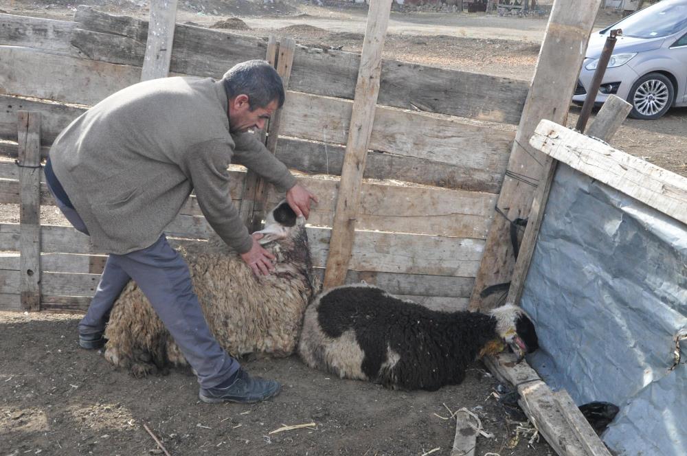 Yozgat'a kurt indi! 2 kurt 13 koyunu telef etti