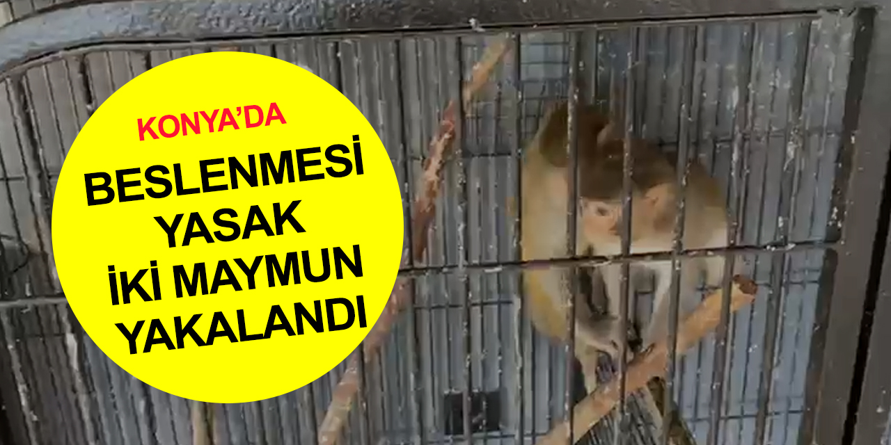 Konya'da iş yerinde nesli tükenmekte olan 2 maymun yakalandı!