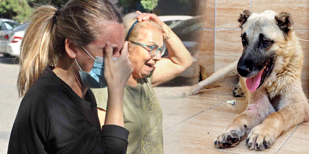 'Ceset gömüyor' ihbarı ortalığı karıştırdı! Köpeğini çöp kamyonunda görünce çılgına döndü