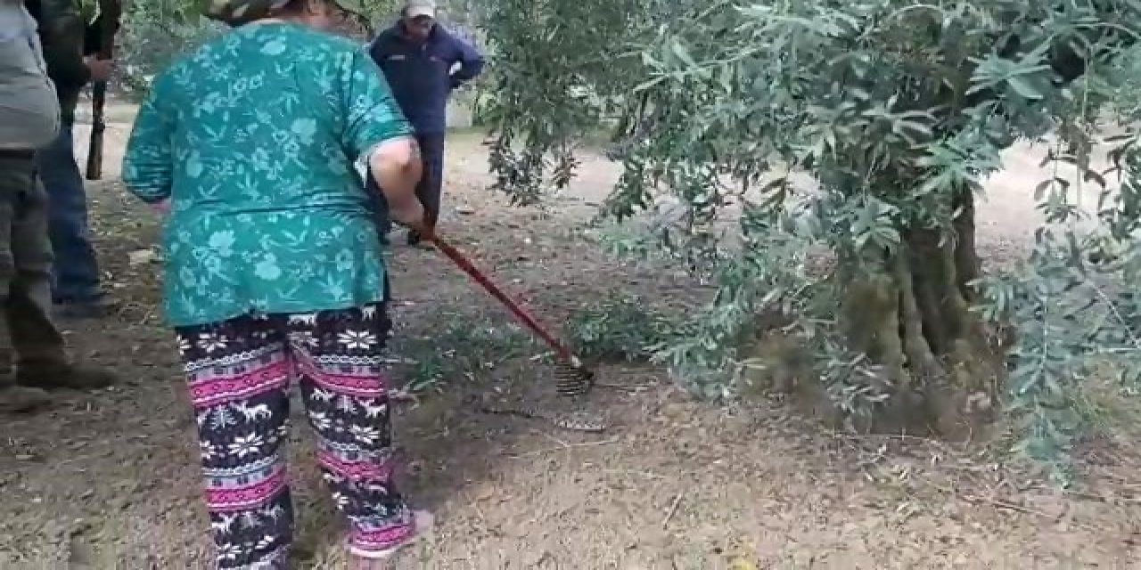 Zeytin toplayan aileye zehirli engerek yılanı saldırdı