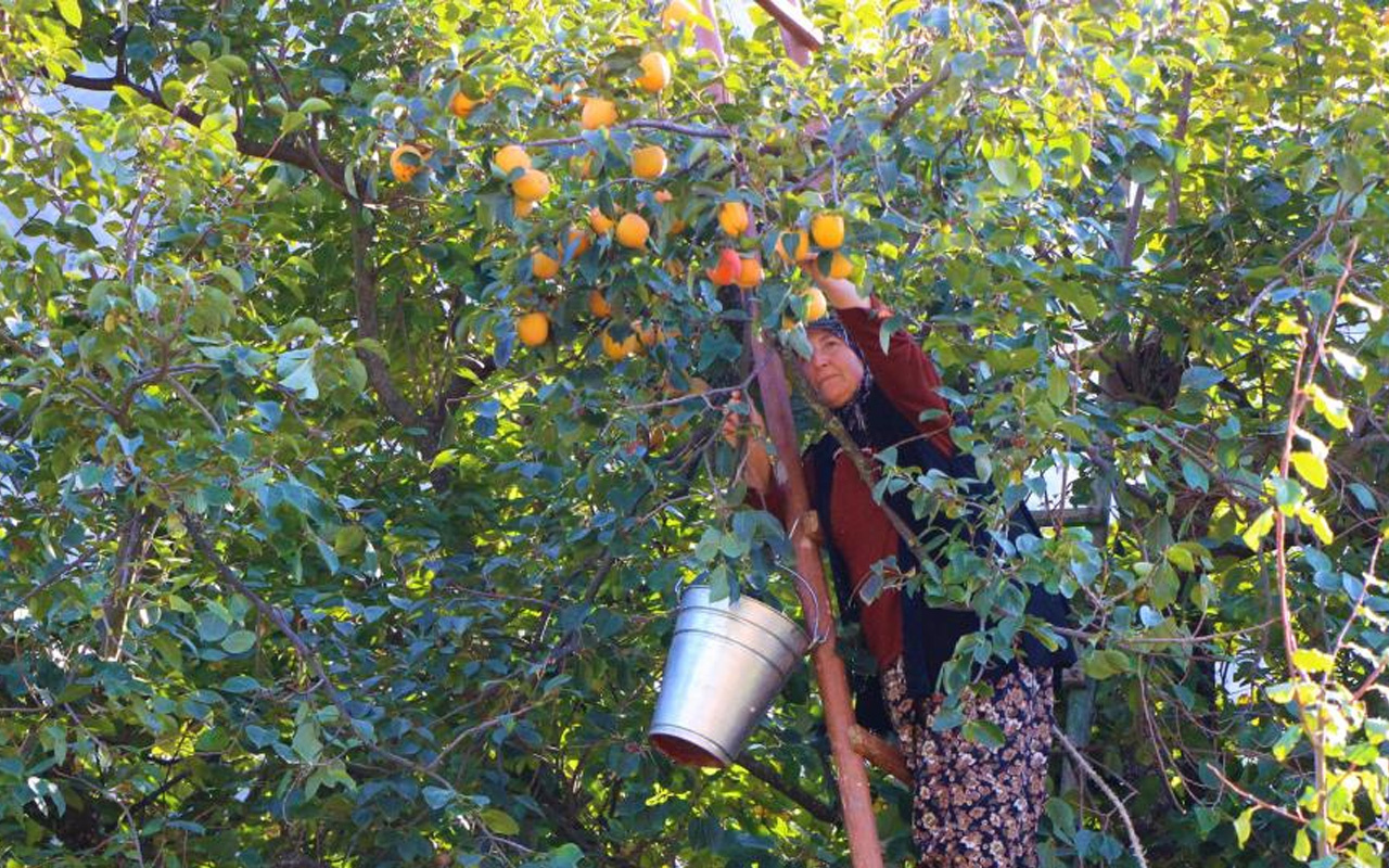 Cennet hurması nerede üretiliyor? Herkes Trabzon hurması olarak biliyor ama...