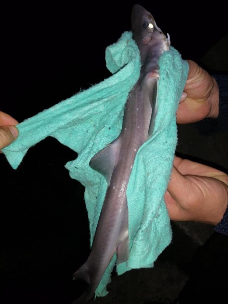 Zonguldak'ta çinekopa olta atan balıkçı köpekbalığı avladı