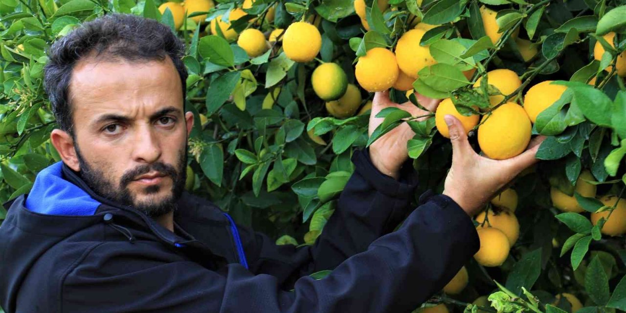 Limonun kilosu dalında 40 kuruşa düştü!
