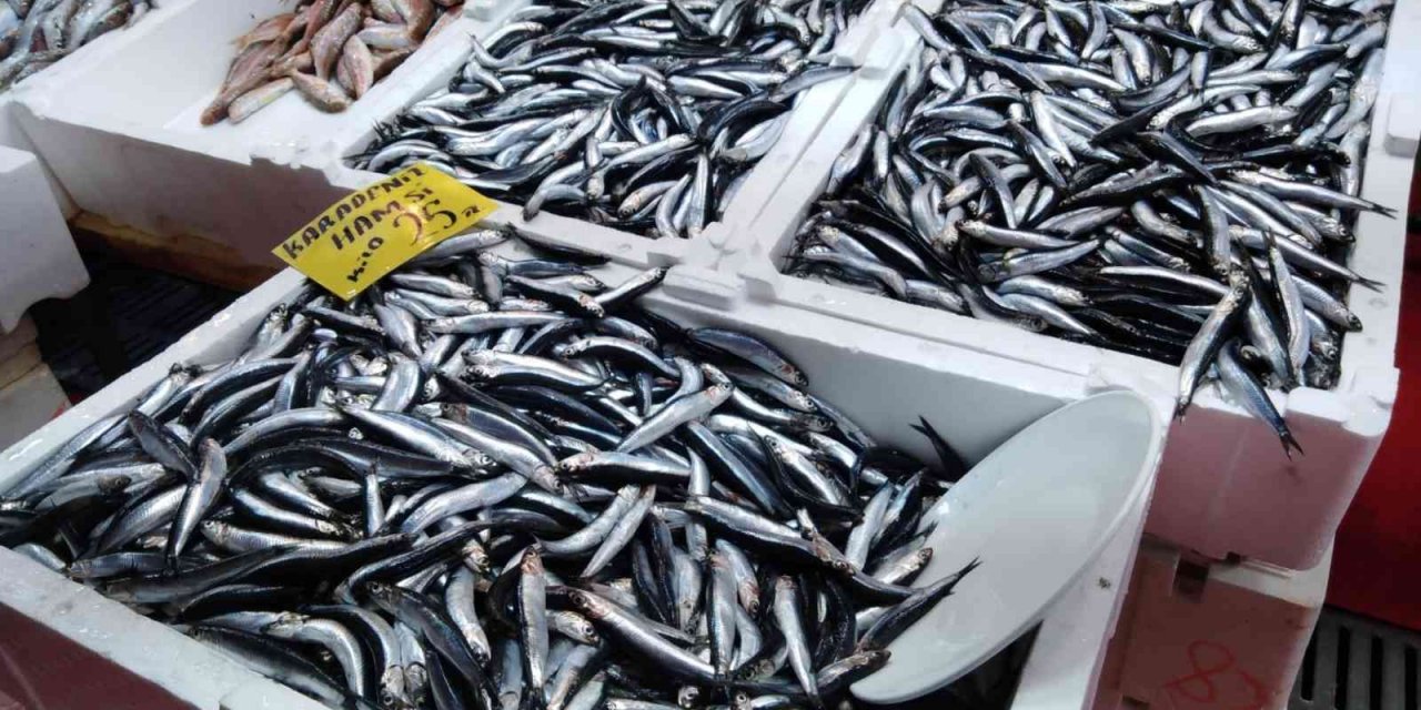 Palamut az olunca hamsi bollaştı