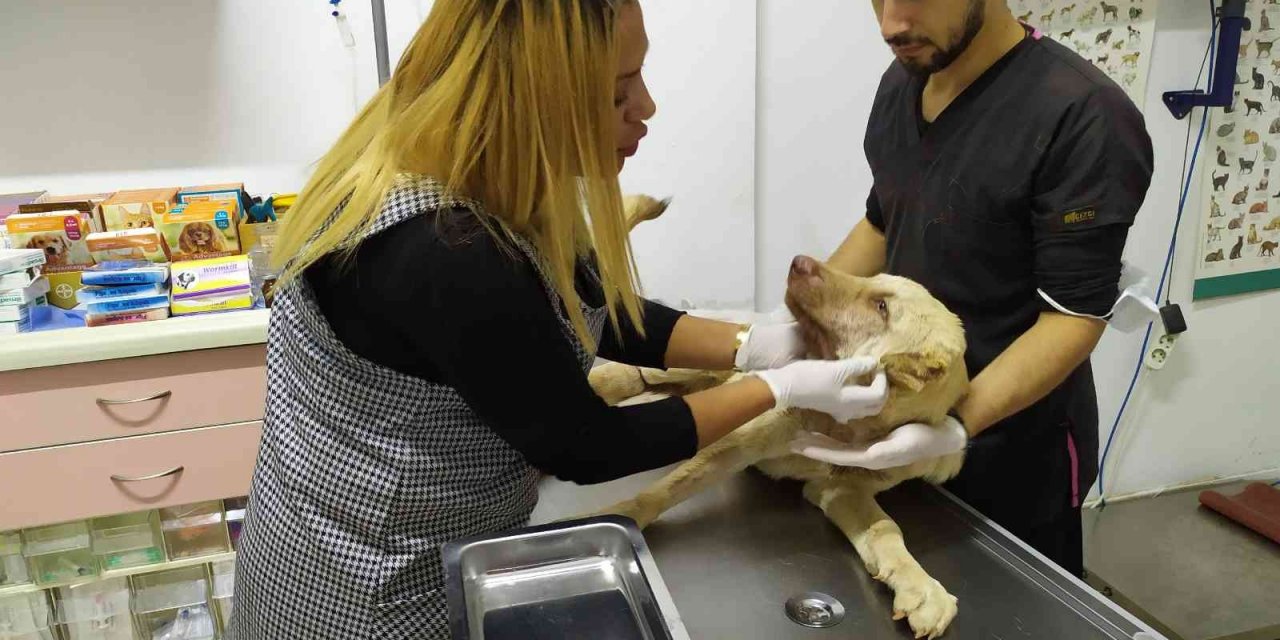 Acı içinde kıvranırken bulundu! 6 aylık köpeğe yapılan işkence pes dedirtti